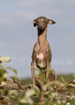 47 Windhund-Trio